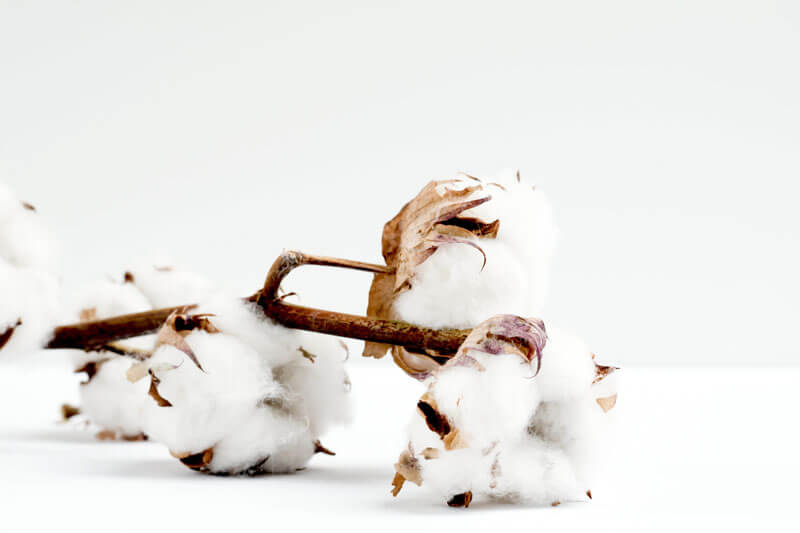 Cotton bolls in a white background