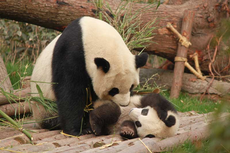 Mamá y bebé pandas jugando en una plataforma de bambú